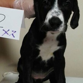 【決定】ラブ×ダルのMIX女の子・3♪