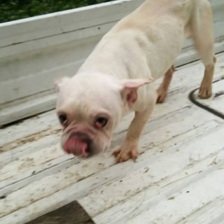 【決定】フレブルCLチェリーアイの男の子☆