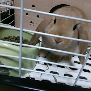 ♂のロップちゃんの里親様募集