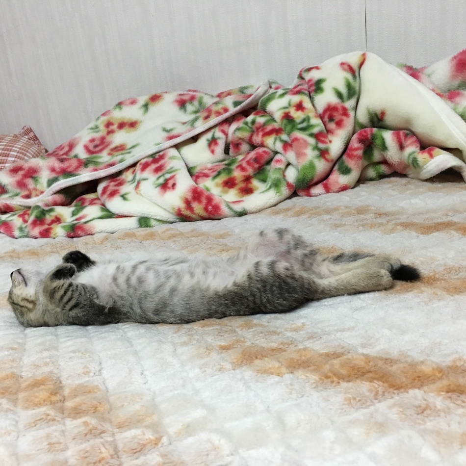きなこのカバー写真