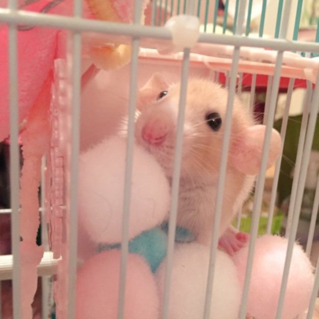 みみみんのカバー写真