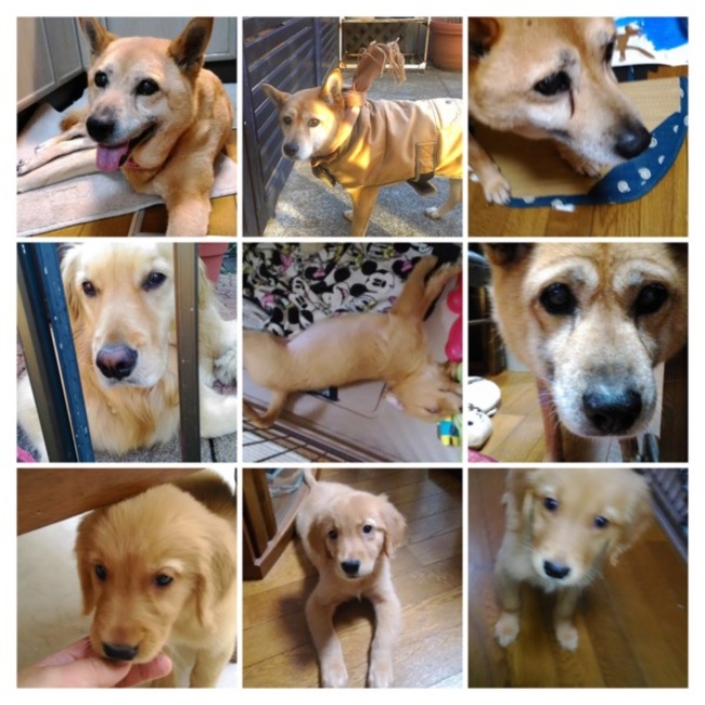 もかまろんのカバー写真