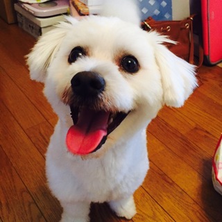 ポメラニアンとマルチーズのMIX