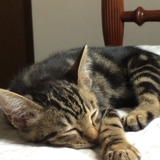アメリカンショートヘア風？な子猫ちゃん