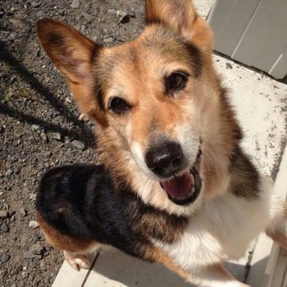 元気なコーギー！くっく１５歳雌