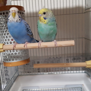 セキセイインコ2羽