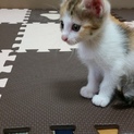 三毛猫♀　一時締め切り中