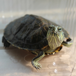 ☆アカミミガメを育ててくれる方☆