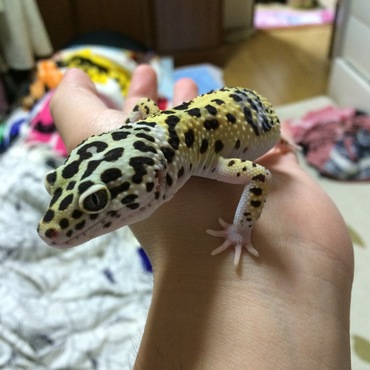 の写真