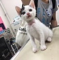 3ヶ月ぐらいの可愛い子猫ちゃん