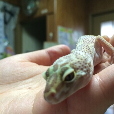 散歩