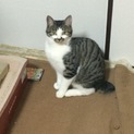 シャイだけどお遊び大好きメス猫ちゃん