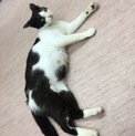 人懐っこい美猫です♡