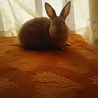 ミニウサギ差し上げます