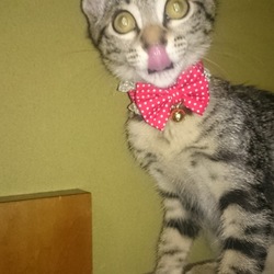 「雅(みやび)の爪切り訓練 その7+α」サムネイル2