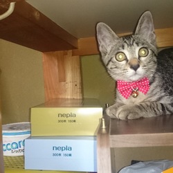 「雅(みやび)の爪切り訓練 その7+α」サムネイル3