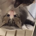 【生後1ヶ月過】かわいい子猫【♂】