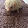 ハリネズミアルビノ♂♀の飼い主になって下さる方 サムネイル2