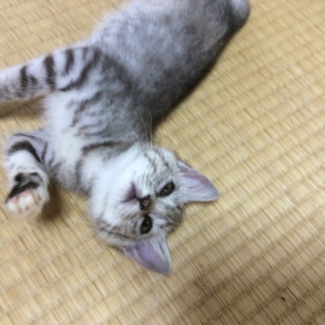 テルマルラムのカバー写真