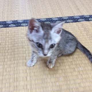 甘えん坊で活発な女の子です