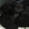 黒猫の赤ちゃんの里親さん募集