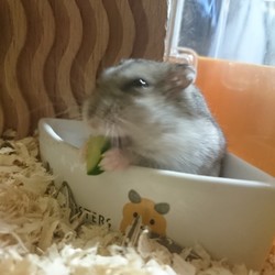 きゅうりーーー