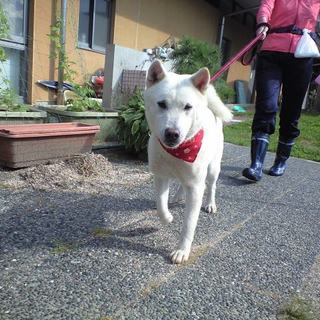 紀州白い女のお転婆えみちゃん