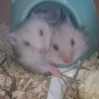 ☆ゴールデンハムスターの子ハム里親様募集☆