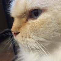 メルティ