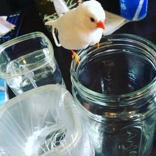 手乗り白キンカチョウ♀