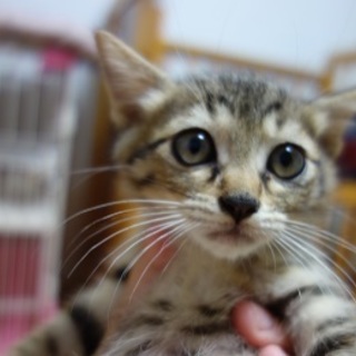 可愛いキジ猫の女の子のリンちゃん