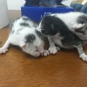 仕事場で猫が捨てられていました。