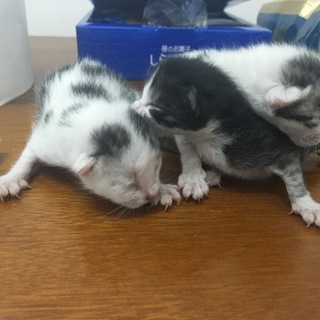 仕事場で猫が捨てられていました。