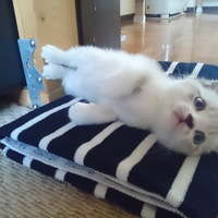 工藤　しろくん