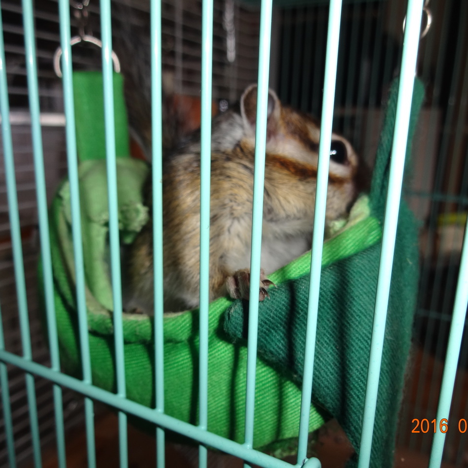 こたろうのカバー写真