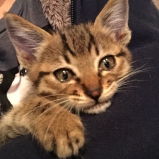 子猫を保護しています