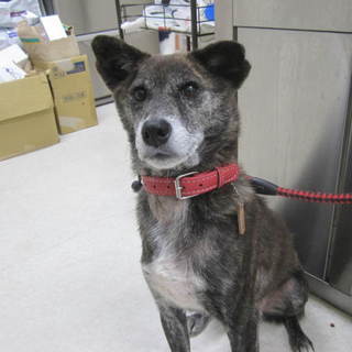 人懐っこく、大人しいMIXの女の子です♪