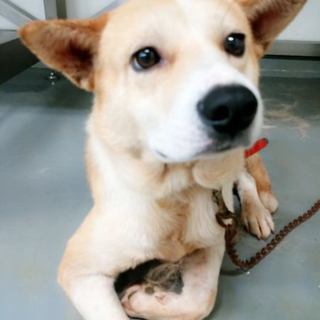 なんだかのほほん、これでも野犬のさいとうくん！