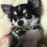 ココ