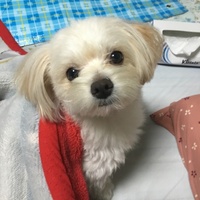 コロ