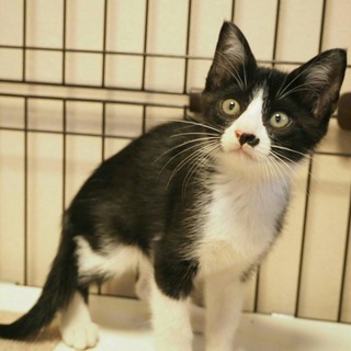 ✤控えめなちょび髭が自慢のももくん