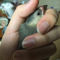 スズ