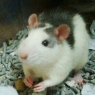 里親決定　ファンシーラットの男の子