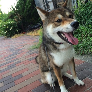 柴犬１歳の里親さま募集！