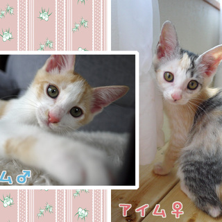 2か月半★ふんわりパステル兄妹★甘えんぼ