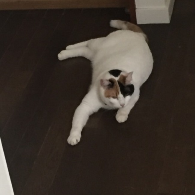 kozu_purinのカバー写真