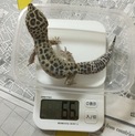 ヒョウモントカゲモドキ♂
