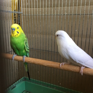 セキセイインコ夫婦の里親募集