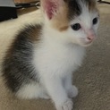 募集停止ミケ ♀