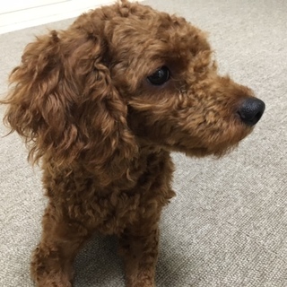 トイプードル1歳　募集締め切りさせて頂きました。